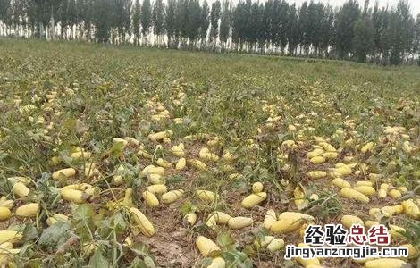 西葫芦高产栽培技术 西葫芦高产栽培技术要点