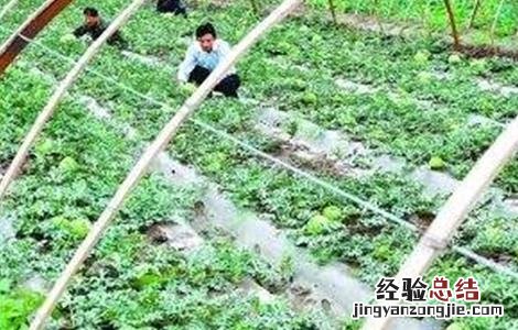 西葫芦高产栽培技术 西葫芦高产栽培技术要点