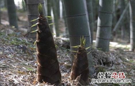 竹笋如何施肥效果好 竹笋如何施肥