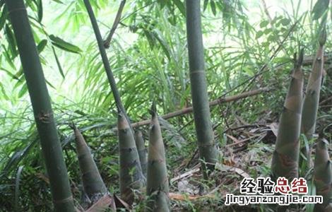 竹笋如何施肥效果好 竹笋如何施肥
