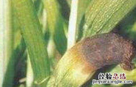西瓜化瓜的原因及防治措施 西葫芦化瓜的原因及预防措施