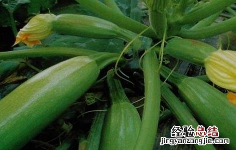 西瓜化瓜的原因及防治措施 西葫芦化瓜的原因及预防措施