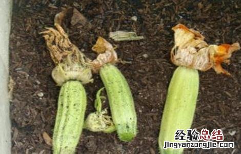西瓜化瓜的原因及防治措施 西葫芦化瓜的原因及预防措施
