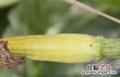 西瓜化瓜的原因及防治措施 西葫芦化瓜的原因及预防措施