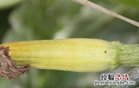 西瓜化瓜的原因及防治措施 西葫芦化瓜的原因及预防措施