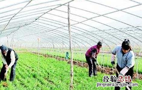 韭菜高産施肥技术 韭菜高産施肥技术视频