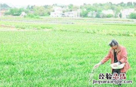 韭菜高産施肥技术 韭菜高産施肥技术视频