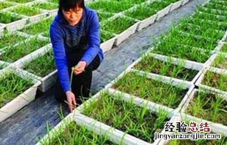 韭菜高産施肥技术 韭菜高産施肥技术视频