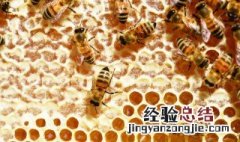 蜂巢可以放冰箱吗 蜂巢要不要放冰箱保鲜