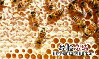 蜂巢可以放冰箱吗 蜂巢要不要放冰箱保鲜