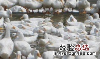 杀鸭子为什么放盐和糖 杀鸭子为什么放盐