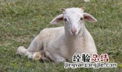 吃羊脑的功效与作用 吃羊脑的好处和坏处