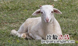 吃羊脑的功效与作用 吃羊脑的好处和坏处
