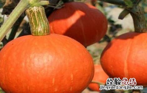 提高南瓜坐瓜率的方法 南瓜怎样才能坐瓜?