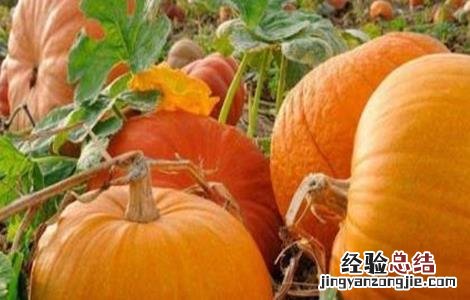 提高南瓜坐瓜率的方法 南瓜怎样才能坐瓜?