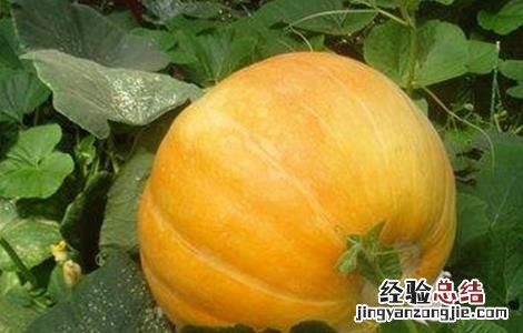 提高南瓜坐瓜率的方法 南瓜怎样才能坐瓜?