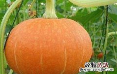 提高南瓜坐瓜率的方法 南瓜怎样才能坐瓜?
