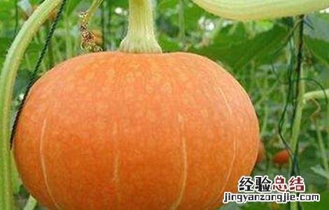 提高南瓜坐瓜率的方法 南瓜怎样才能坐瓜?