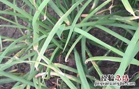 韭菜黄叶病的防治 韭菜黄叶的原因及防治措施