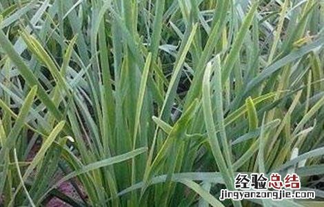 韭菜黄叶病的防治 韭菜黄叶的原因及防治措施