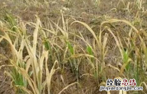 韭菜黄叶病的防治 韭菜黄叶的原因及防治措施