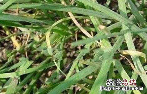 韭菜黄叶病的防治 韭菜黄叶的原因及防治措施
