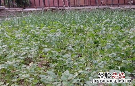 香菜种植的注意事项 香菜种植的注意事项是什么