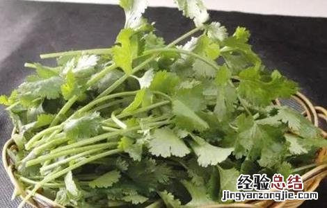 香菜种植的注意事项 香菜种植的注意事项是什么