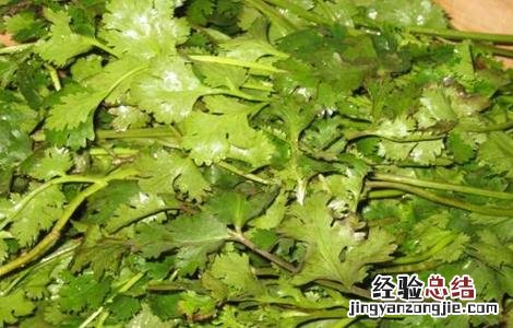 香菜种植的注意事项 香菜种植的注意事项是什么