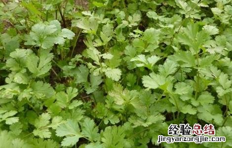 香菜种植的注意事项 香菜种植的注意事项是什么