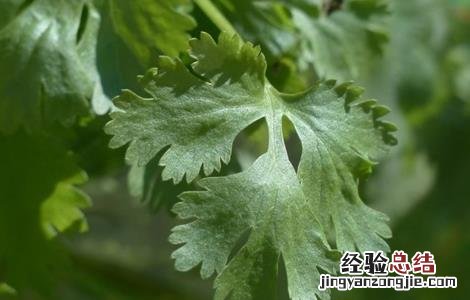 香菜种植的注意事项 香菜种植的注意事项是什么