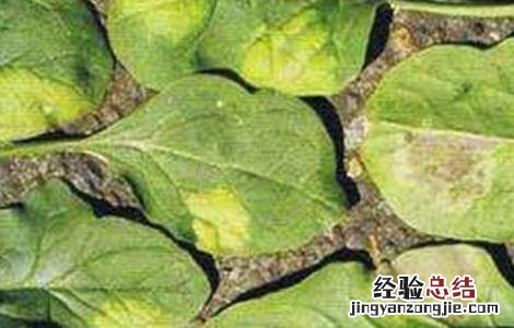 越夏菠菜死棵的原因及防治方法 越夏菠菜死棵的原因及防治方法视频