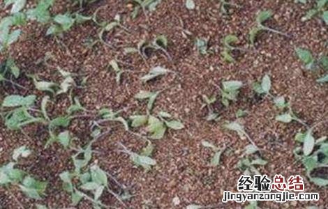 越夏菠菜死棵的原因及防治方法 越夏菠菜死棵的原因及防治方法视频