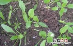 越夏菠菜死棵的原因及防治方法 越夏菠菜死棵的原因及防治方法视频