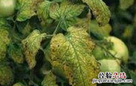 越夏菠菜死棵的原因及防治方法 越夏菠菜死棵的原因及防治方法视频