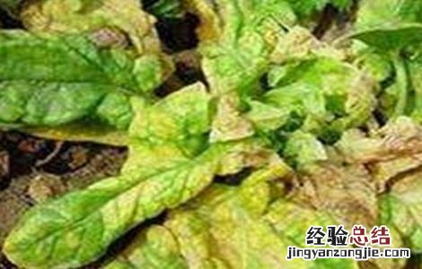 越夏菠菜死棵的原因及防治方法 越夏菠菜死棵的原因及防治方法视频