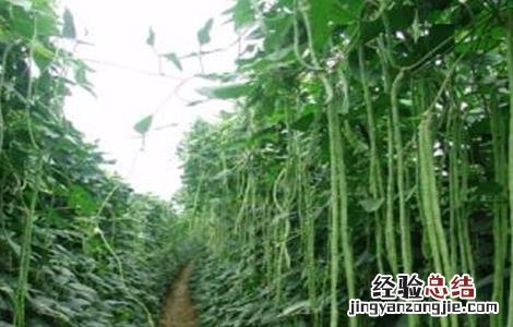 豆角高产的种植方法 豆角高产的种植方法有哪些