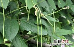 豆角高产的种植方法 豆角高产的种植方法有哪些