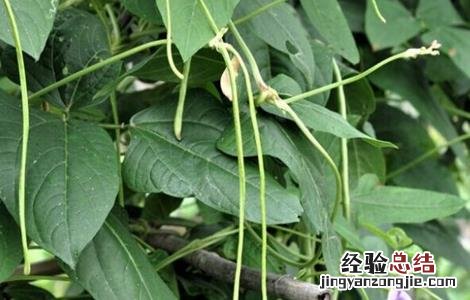 豆角高产的种植方法 豆角高产的种植方法有哪些