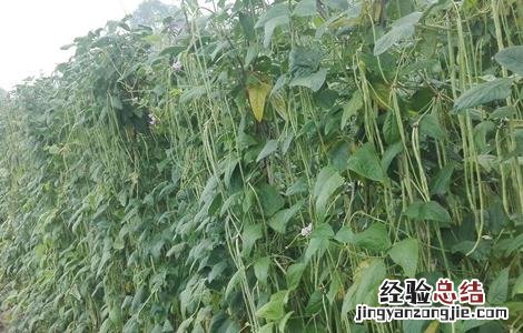 豆角高产的种植方法 豆角高产的种植方法有哪些