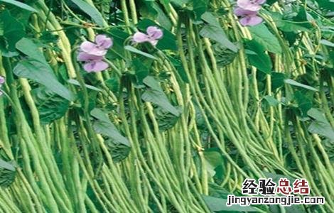 豆角高产的种植方法 豆角高产的种植方法有哪些