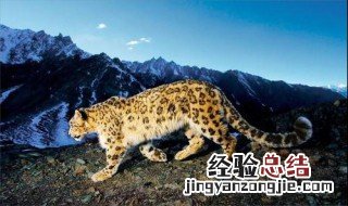 雪豹会猎杀家畜吗 雪豹会猎杀家畜吗视频