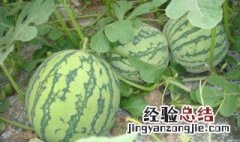 西瓜种子种前需要用水泡吗 西瓜种子种植之前要用水泡吗