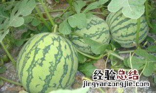 西瓜种子种前需要用水泡吗 西瓜种子种植之前要用水泡吗