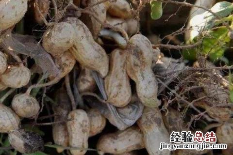 花生死苗打什么药好 花生死棵不知用啥药