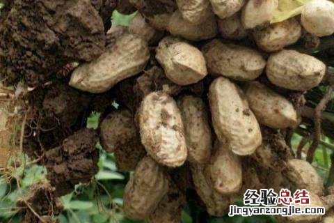 花生死苗打什么药好 花生死棵不知用啥药