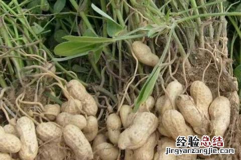 花生死苗打什么药好 花生死棵不知用啥药