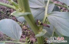 蚕豆落花落荚的原因及防治措施 蚕豆种植过密,引起落花落荚的原因是什么?