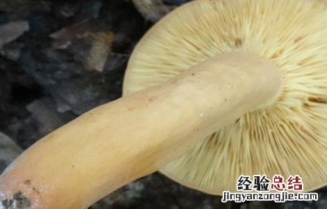 蘑菇黄菇多的原因及防治措施图片 蘑菇黄菇多的原因及防治措施
