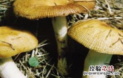 蘑菇黄菇多的原因及防治措施图片 蘑菇黄菇多的原因及防治措施